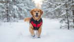 Premium Waterproof Dog Jacket – Warm Padded Winter Coat with Zipper - Image 13